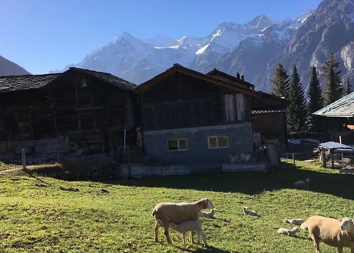 Safran * Grächen